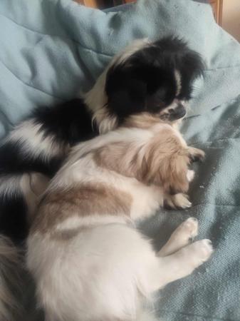 Tibetan Spaniel for sale by TIBBINEE