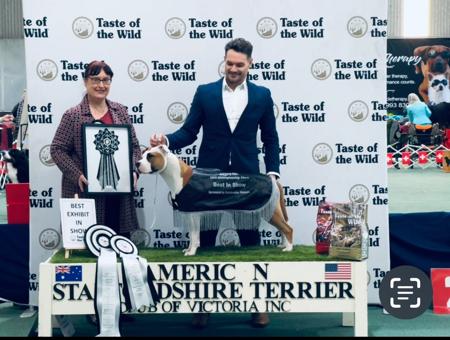 American Staffordshire Terrier for sale by RYDOCAMSTAFFS