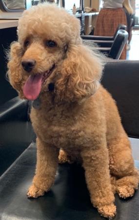 Poodle (Miniature) for sale by LUKEVANDALE