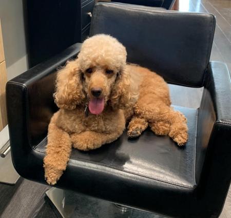 Poodle (Miniature) for sale by LUKEVANDALE