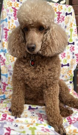 Poodle (Miniature) for sale by LUKEVANDALE