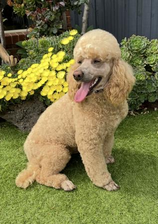 Poodle (Miniature) for sale by LUKEVANDALE