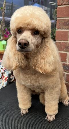 Poodle (Miniature) for sale by LUKEVANDALE