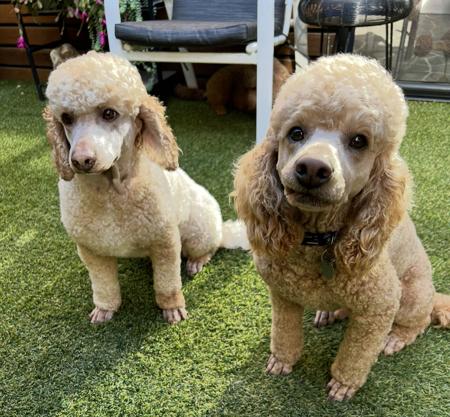 Poodle (Miniature) for sale by LUKEVANDALE