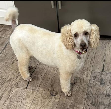 Poodle (Miniature) for sale by LUKEVANDALE