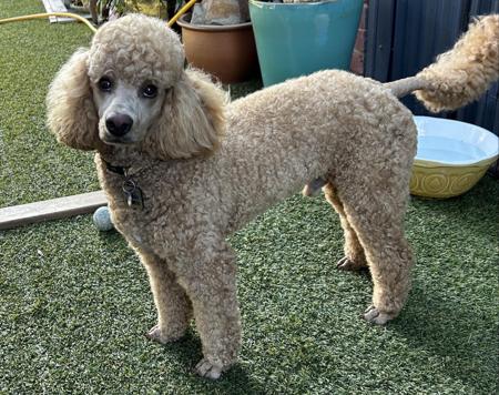 Poodle (Miniature) for sale by LUKEVANDALE