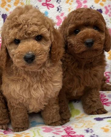 Poodle (Miniature) puppy for sale by LUKEVANDALE