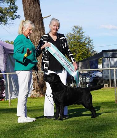 Labrador Retriever for sale by SPIRITROCK