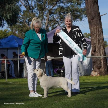 Labrador Retriever for sale by SPIRITROCK