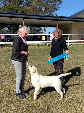 Labrador Retriever for sale by SPIRITROCK