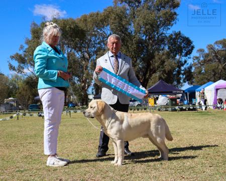 Labrador Retriever for sale by SPIRITROCK