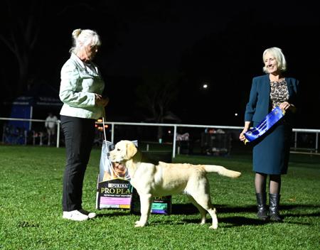 Labrador Retriever for sale by SPIRITROCK
