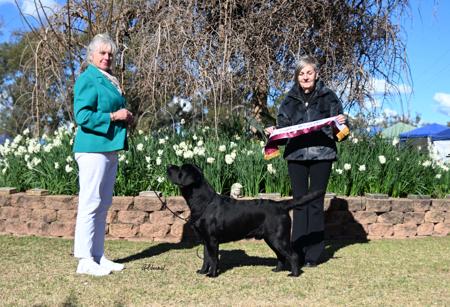 Labrador Retriever for sale by SPIRITROCK