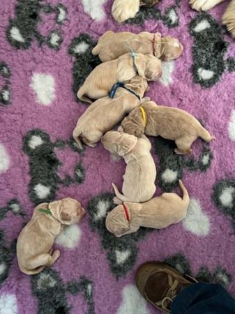 Golden Retriever puppy for sale by GOLDLAKE