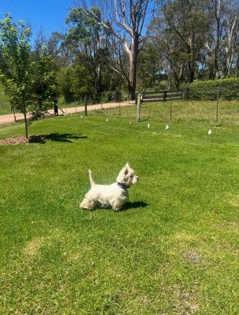 West Highland White Terrier for sale by BORATHAT