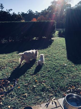 West Highland White Terrier for sale by KATENANTBIGPONDCOM