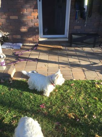 West Highland White Terrier for sale by BORATHAT