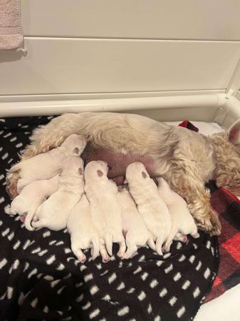 West Highland White Terrier for sale by BORATHAT