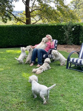 West Highland White Terrier for sale by BORATHAT