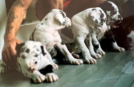 Great Dane for sale by DANEFORCE