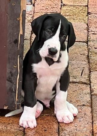 Great Dane for sale by DANEFORCE