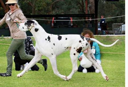 Great Dane for sale by DANEFORCE