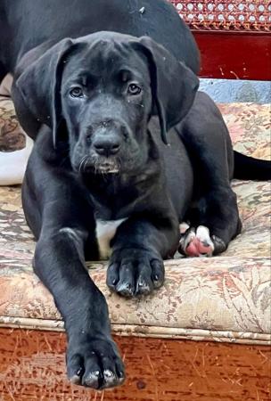 Great Dane for sale by DANEFORCE
