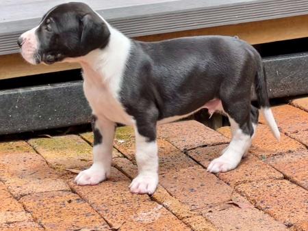 Great Dane for sale by DANEFORCE