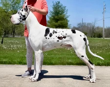 Great Dane for sale by DANEFORCE