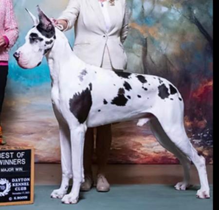 Great Dane puppy for sale by DANEFORCE
