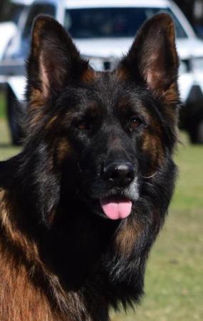 German Shepherd Dog (Long Stock Coat) for sale by GABMALU