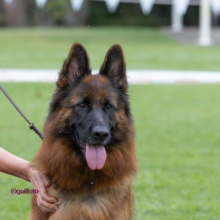 German Shepherd Dog (Long Stock Coat) for sale by GABMALU