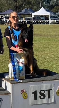 German Shepherd Dog (Long Stock Coat) for sale by GABMALU