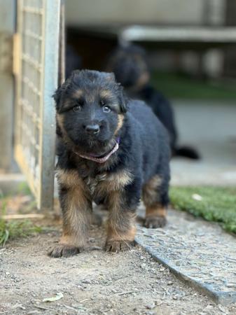 German Shepherd Dog (Long Stock Coat) puppy for sale by GABMALU