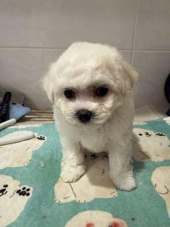 Bichon Frise puppy for sale by CHARHARRA