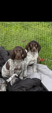German Shorthaired Pointer puppy for sale by EXOTICPAWS