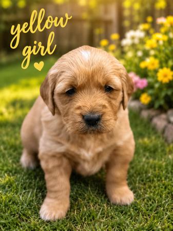 Golden Retriever puppy for sale by EXOTICPAWS