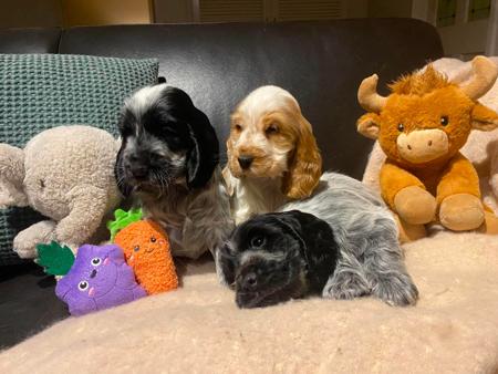 Cocker Spaniel puppy for sale by RILEYB2