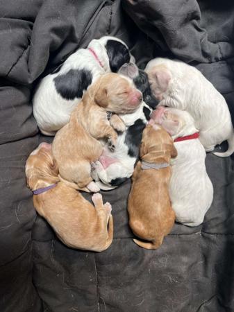 Cocker Spaniel puppy for sale by GREENWICH