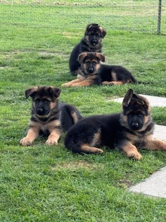 German Shepherd Dog puppy for sale by SHEZNOVA