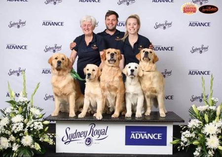 Golden Retriever for sale by BURREMAH