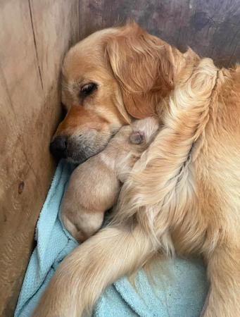 Golden Retriever for sale by BURREMAH