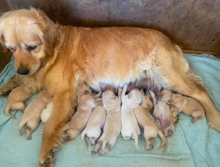 Golden Retriever for sale by BURREMAH