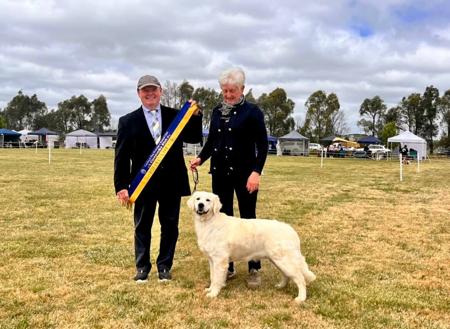 Golden Retriever for sale by BURREMAH