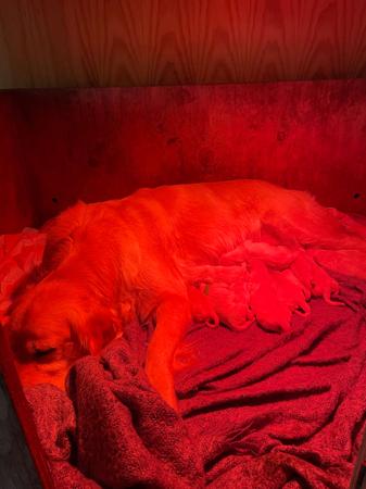 Golden Retriever puppy for sale by BURREMAH