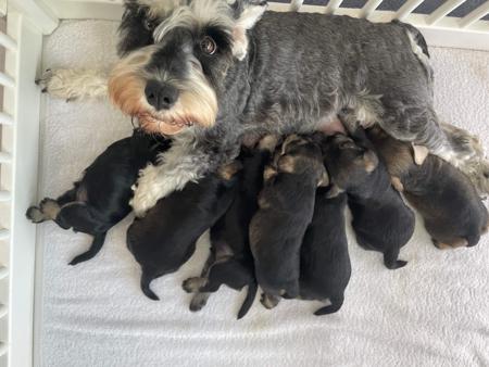 Schnauzer (Miniature) puppy for sale by MIOCAVALLARO