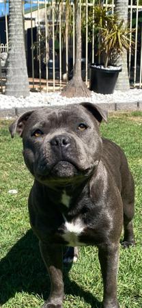Staffordshire Bull Terrier for sale by BLUESTAIN