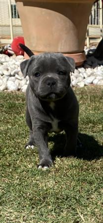 Staffordshire Bull Terrier for sale by BLUESTAIN