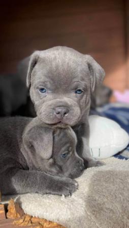 Staffordshire Bull Terrier for sale by BLUESTAIN
