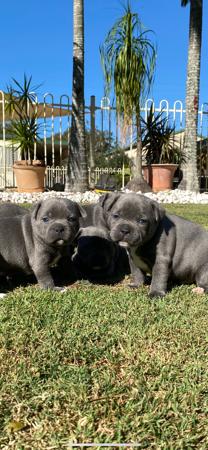 Staffordshire Bull Terrier for sale by BLUESTAIN